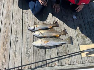 Speckled Trout & Slot Redfish. Neuse River