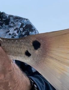 June Baitfish are everywhere 