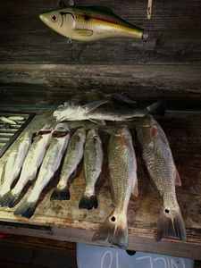 Guided redfish fishing trips, TX