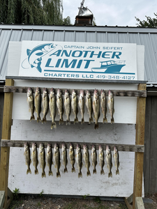 Lake Erie Walleye Bonanza: Non-Stop Action with Another Limit Charters