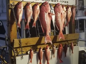 Where the Gulf Comes Alive: Summer Action for Snapper, Redfish & More