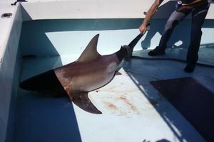 Big Shark Action with Kevin Ward
