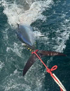 First solo tuna