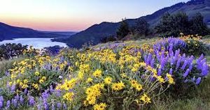 Things to Do in Oregon 