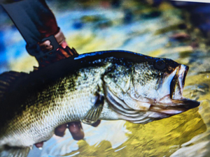 Crystal River Inshore: Multi-Species Bass & Trout Action Trip