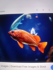 "Sharavani River Rockfish: Crystal River's Hidden Gem for Anglers"