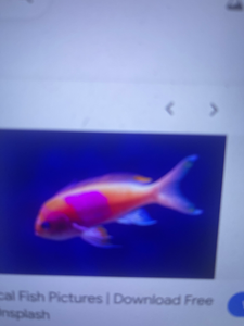 Kaveri River Basin Winter Bass Trip - Top Casting Action!