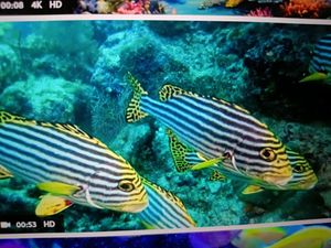 Thenna DF Inshore Fishing Tour - A Captivating Underwater Adventure with Thennaa ss