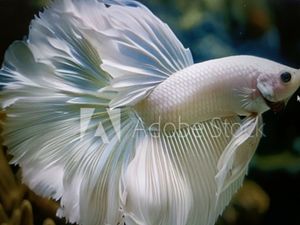 Thenna'DF Inshore Fishing Charter: An Underwater Adventure with thennaa ss