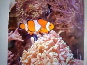 Thenna'DF's Captivating Inshore Fishing Adventure - Rajshree's Journey