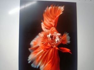 Venture into the Vibrant Underwater Wonders: Thenna's Inshore Fishing Adventure with Thenna'