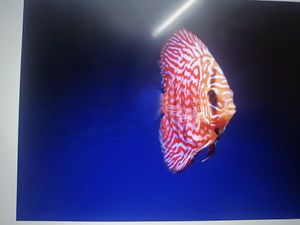 Thenna'DF Inshore Fishing Adventure - Reel in the Wonders of Coastal Florida