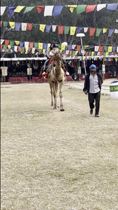 Crystal River Inshore: Early Summer Action with Thenna' DF