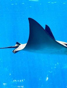 Marlin and Eagle Ray - An Unforgettable Offshore Adventure