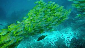 Crystal River Splash: Thrills and Skills on a May Water Adventure