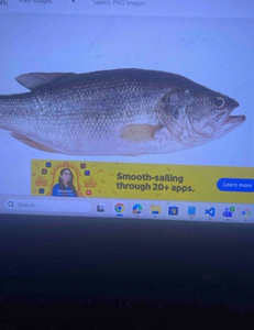 Florida City Spring Flats: Sight & Fly Fishing Adventure