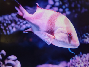 Diving into Crystal River: An Unforgettable Underwater Adventure