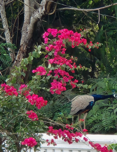 Reeling in Rainbows: A Crystal River Fishing Expedition