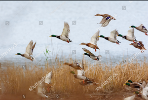 Fishing and Hunting events for guides