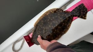 Southern Flounder Fishing In New Bern, NC