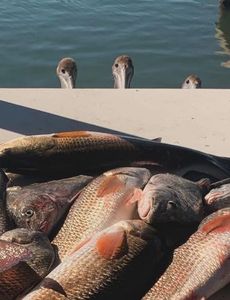 6/17/24 - CC bay wade 