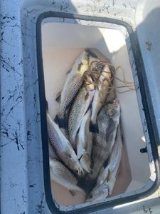 3/8/24 - Wading Mesquite Bay