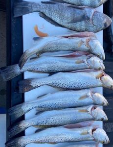 11/11/24 - Shamrock Cove Wade trip