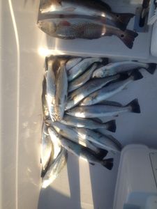 3/11/24 - Wading Aransas Bay