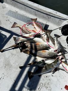 1/8/25 - Morning Wade 