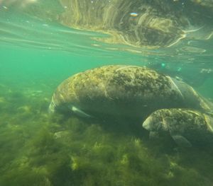 Manatee Moms Deserve a Round of Applause 