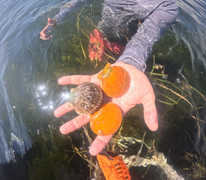 Crystal River Fishing Report 