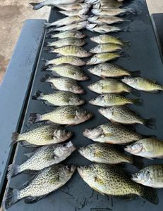 Crappy and white bass fishing