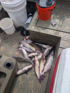 Solo trip