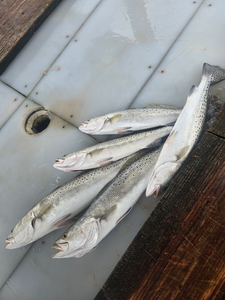 Port Aransas Speckled Trout Fishing Trip