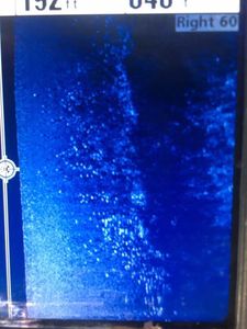 Dialed in and stacked up – white bass on the move!