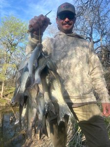 Morning White Bass Action Ends with Easy Limits