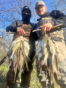 Minnow Bite Produces Fast White Bass Limits