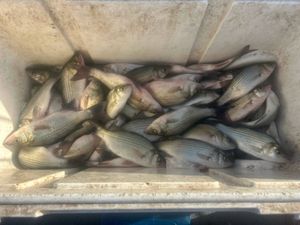 Early Morning Limit at Lake Lavon