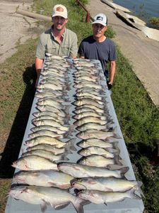 Early White Bass Limit on a Fast Bite