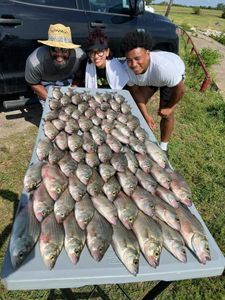 Early Morning White Bass on 15-Foot Points