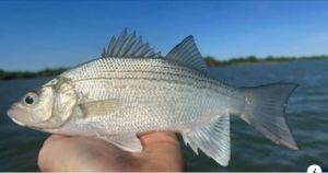 Fast White Bass Limits on Rowlett Creek