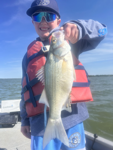 DFW White Bass Action: Top-Rated Half-Day Charter from Collin Park