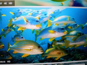 Captivating Angling Adventure with Captain Ashish Bhende and Cape Cod Charter Guys in West Palm Beach,