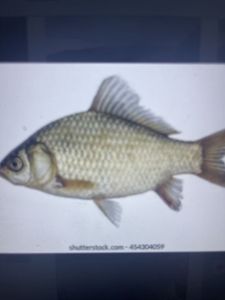 Reel Adventures Fishing Charters -