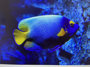 Splashing Waves and Elusive Catches: A Scuba 14 bs Fishing Adventure