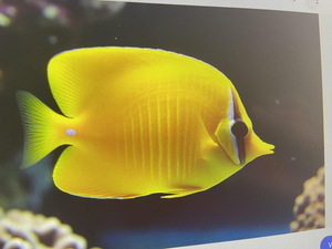 Kaveri River Basin Fishing Frenzy: An Exhilarating Adventure