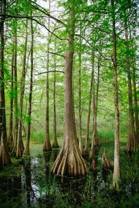 Things To Do in Louisiana