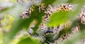 Top Jacksonville Attractions to Explore