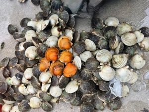 Seasonal Fishing and Scalloping Combo Trips in Jacksonville