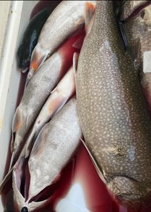 Fish-Species